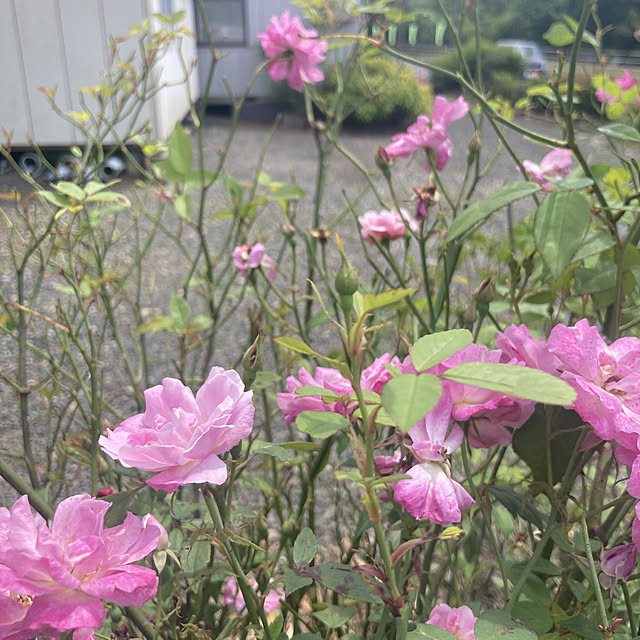 orihimeさんの実例写真