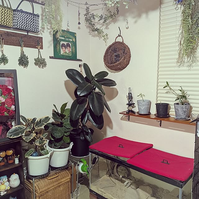 umeboshicyanさんの実例写真
