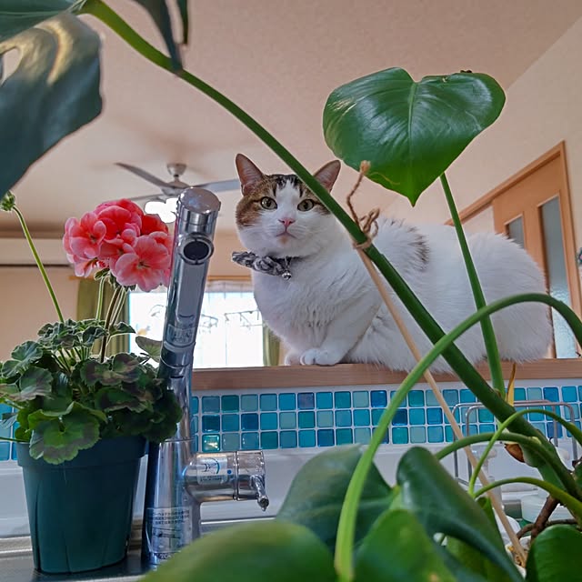 eriponさんの実例写真