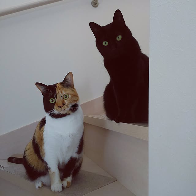 kuuaさんの実例写真
