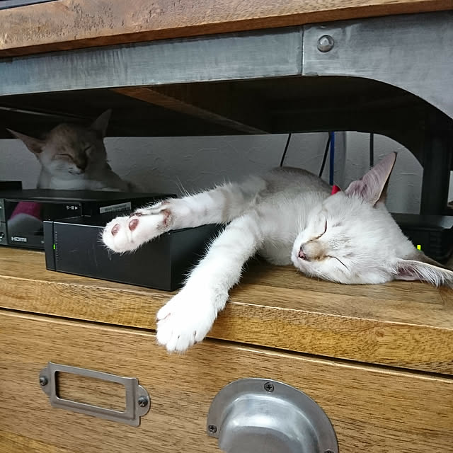poniさんの実例写真
