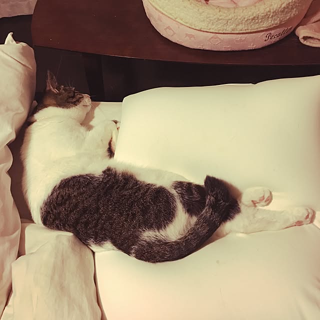 Shihoさんの実例写真