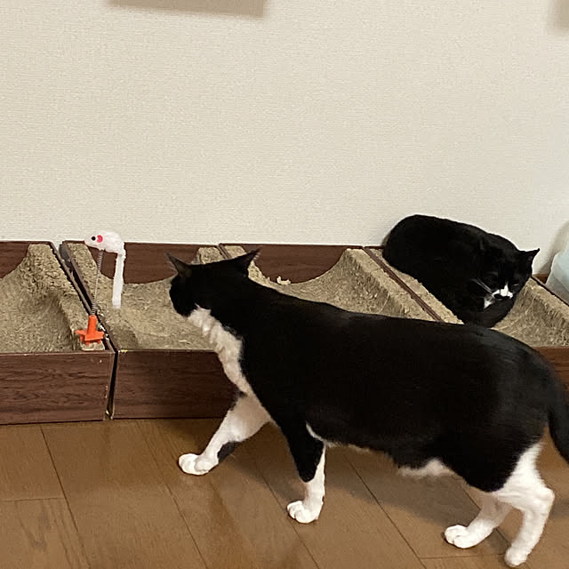 momokuro21さんの実例写真