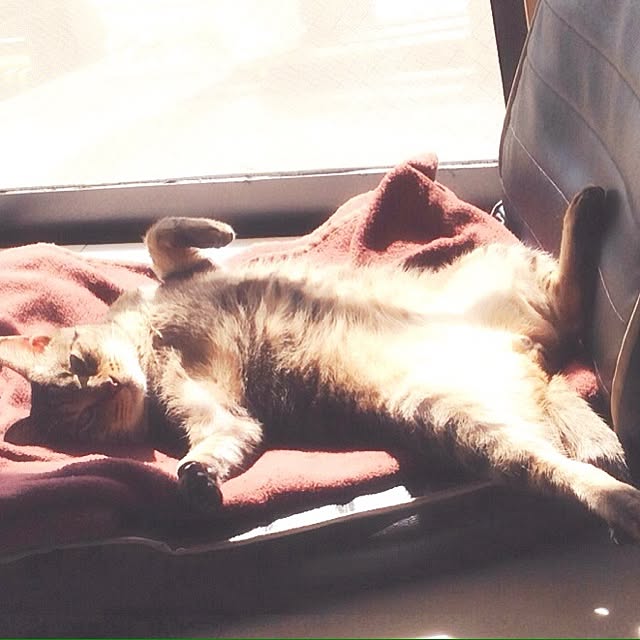 Mioさんの実例写真