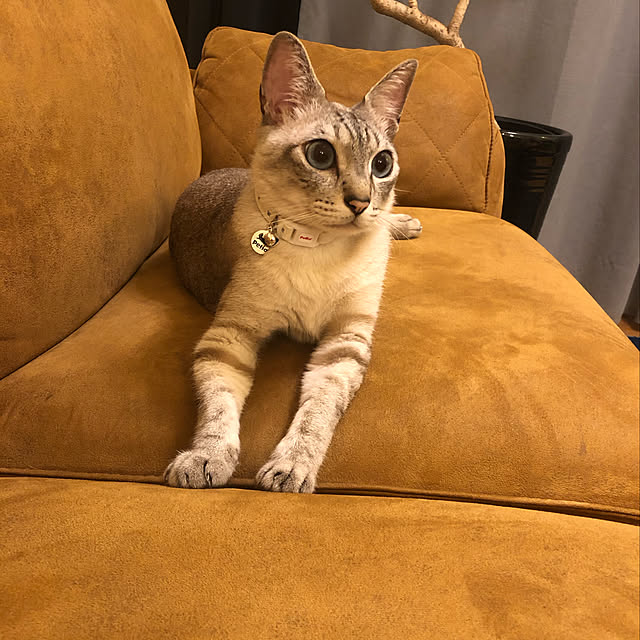 syungikuさんの実例写真
