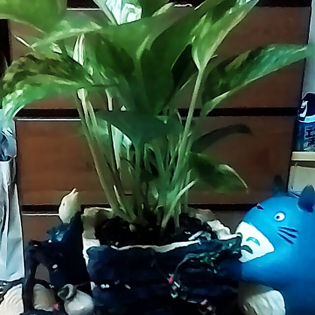 yukariさんの実例写真