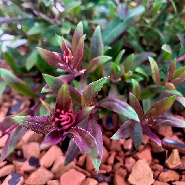 tomoさんの実例写真