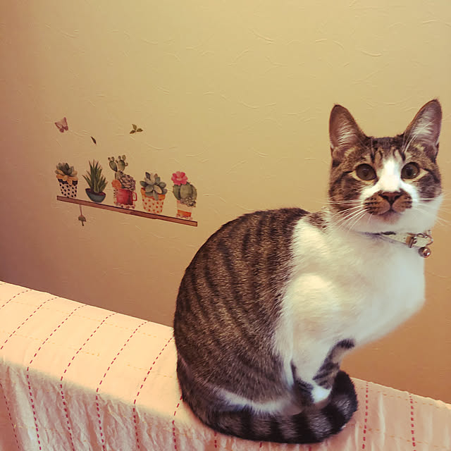 jijiさんの部屋
