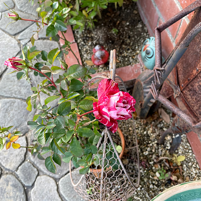 shin0719さんの実例写真