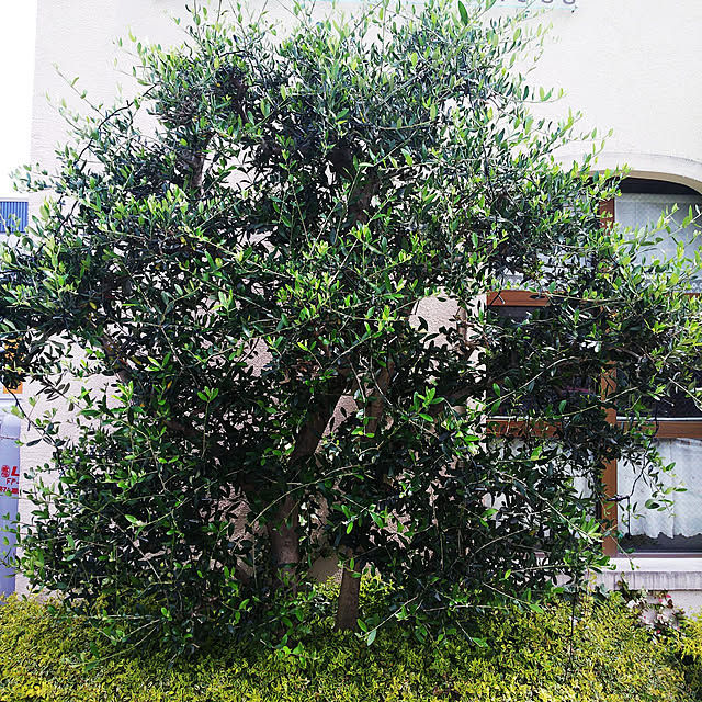 uutann320mozukuさんの実例写真