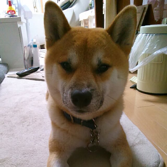 kotaさんの実例写真