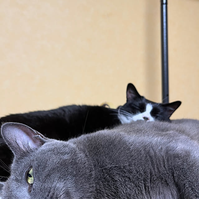 nekoさんの部屋
