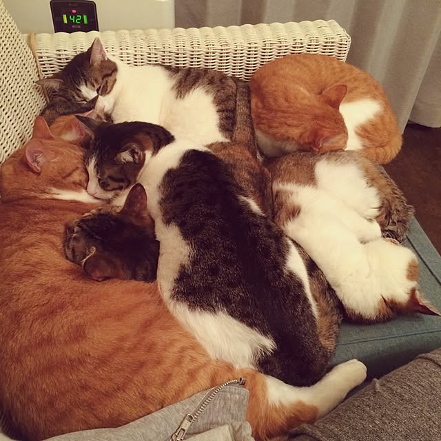 makiさんの実例写真