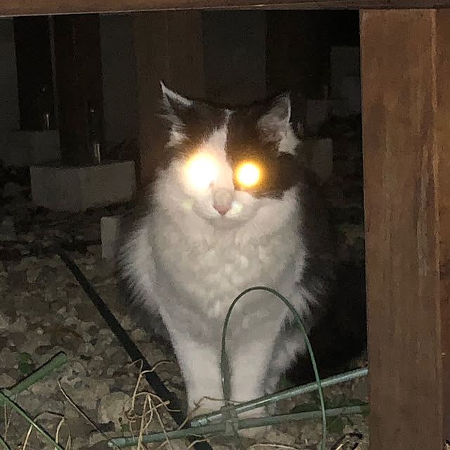 sachieyさんの実例写真