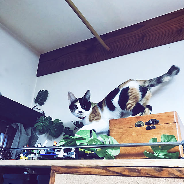maroさんの実例写真