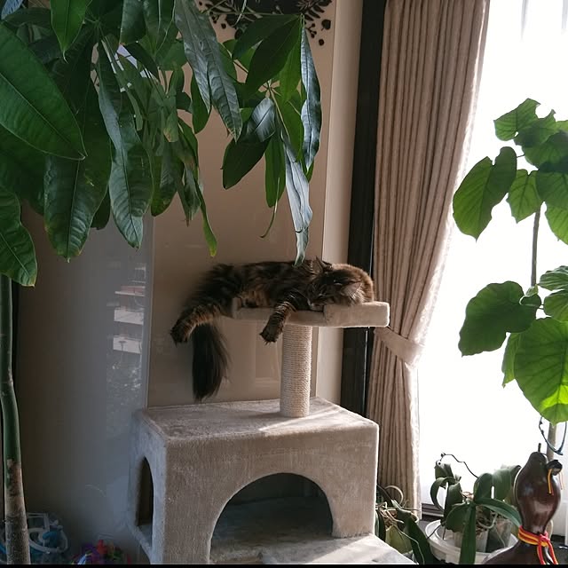 whiskerbloomさんの実例写真