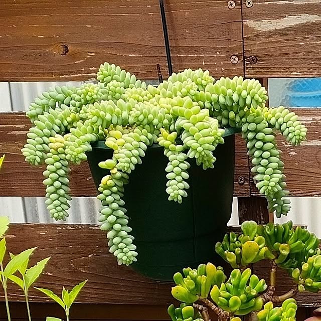 VERANDARJUNさんの実例写真