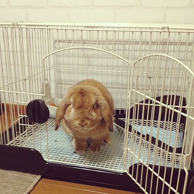 omochiさんの実例写真