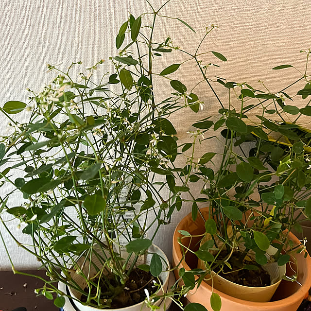 chiaki358さんの部屋