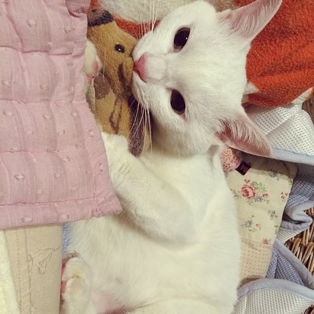 実例写真