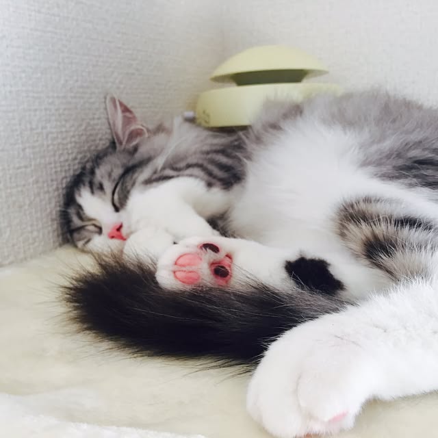Yokoさんの実例写真