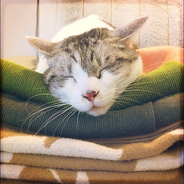 Tomo3さんの実例写真
