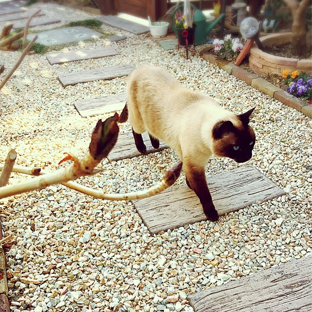 mintcatさんの実例写真