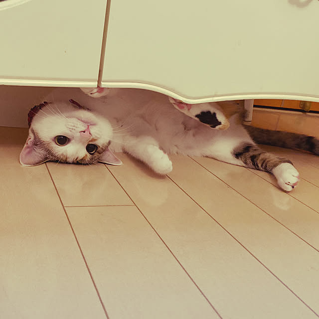 coedodecoさんの実例写真