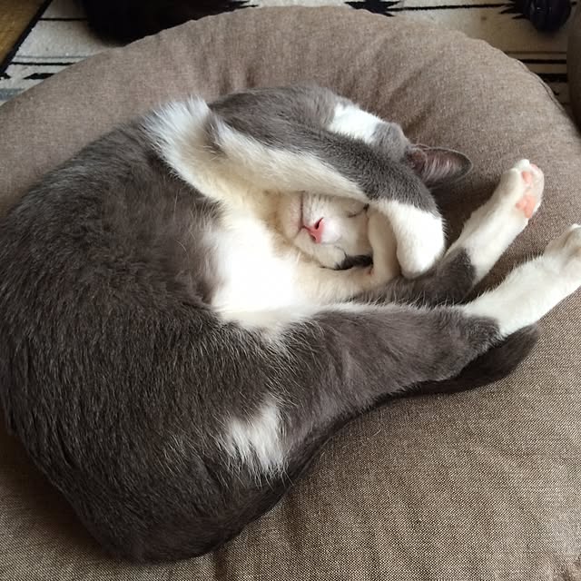 mucc08さんの実例写真