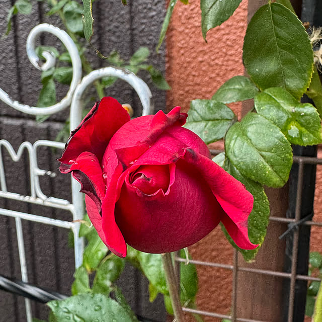 RoseLife5818さんの部屋