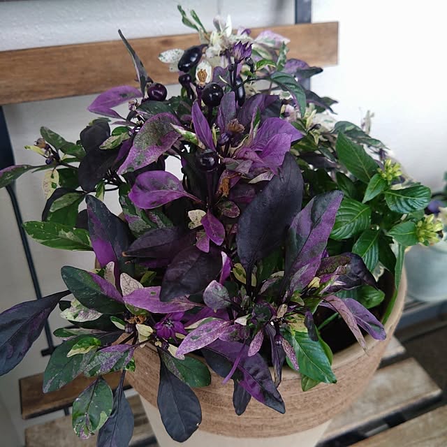 kerochanさんの実例写真