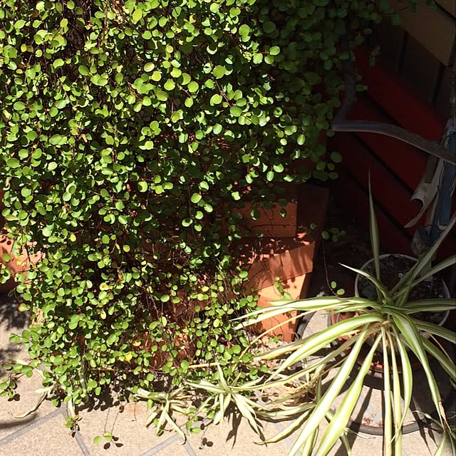 cafechanさんの実例写真