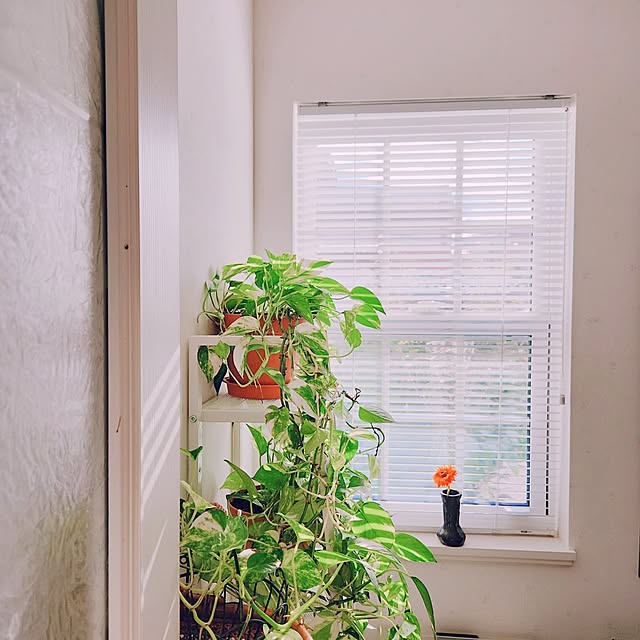 surviveさんの実例写真