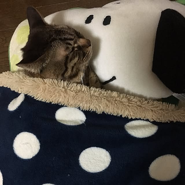megkeiさんの実例写真