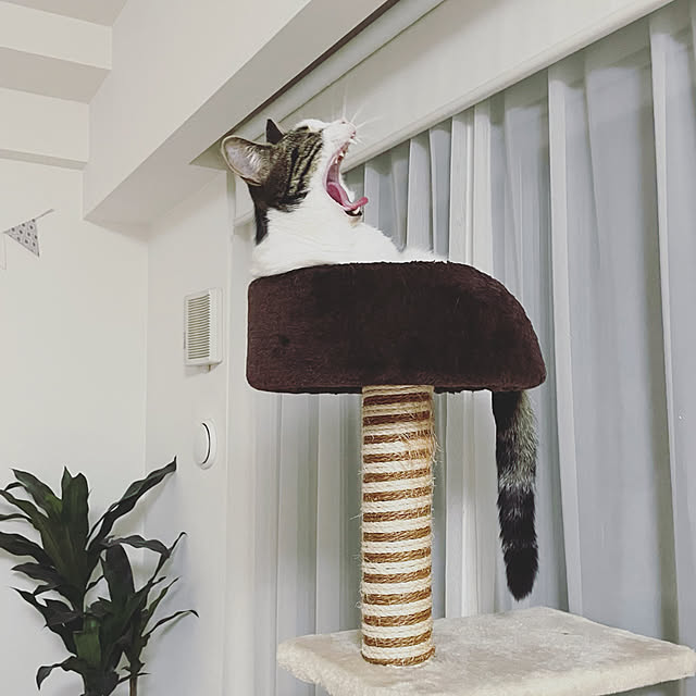 hemukoさんの実例写真