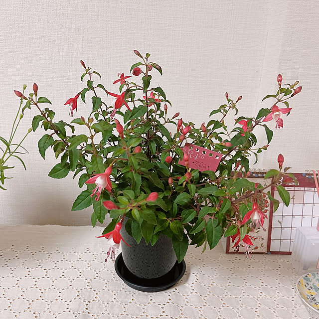 zewさんの実例写真