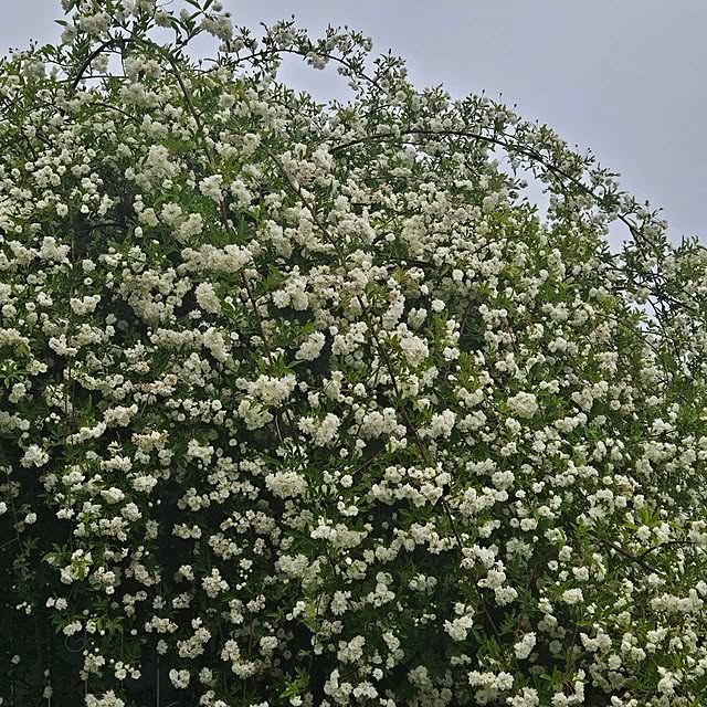 mayumiさんの部屋