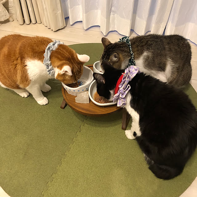 mikenekoさんの部屋