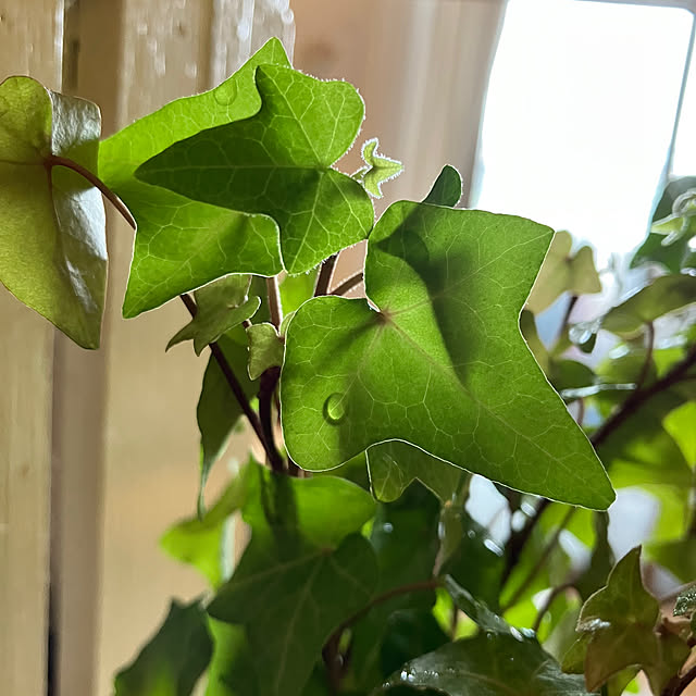 koshiregutyoさんの部屋