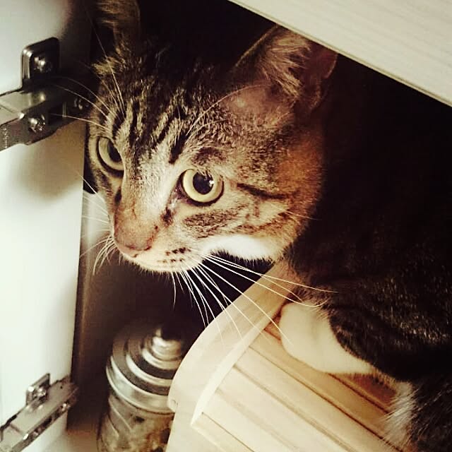Lukiさんの実例写真