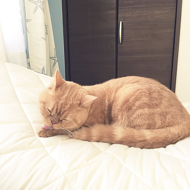 cocoさんの実例写真