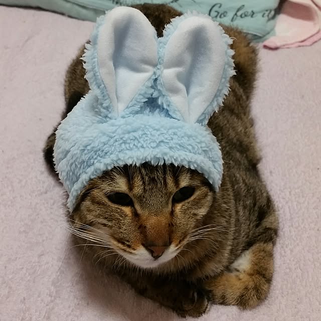 poniさんの実例写真