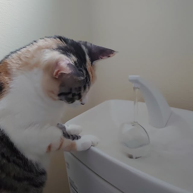 shinobuさんの実例写真