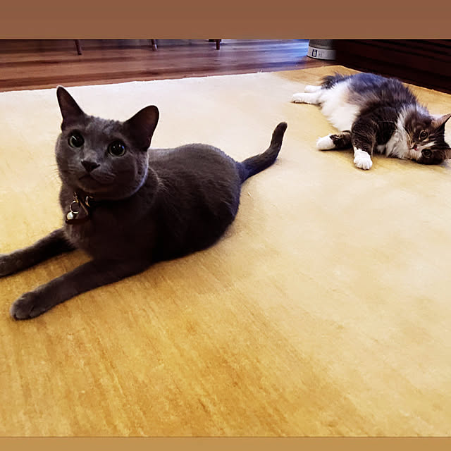 猫と暮らす家/リビングのインテリア実例 - 2022-10-07 22:59:57