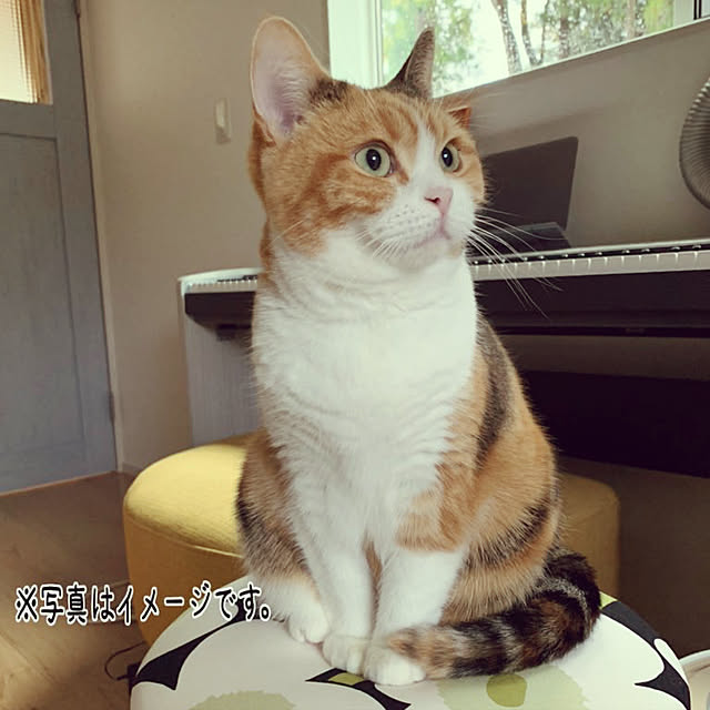 mamekinaさんの実例写真