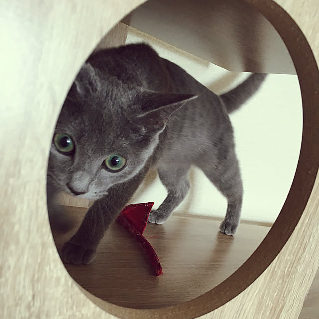 kyonさんの実例写真