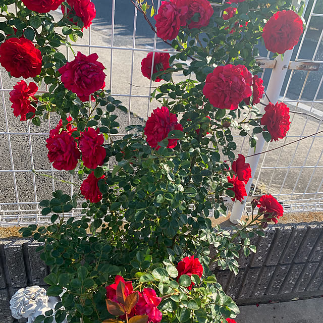 AYUKOさんの実例写真