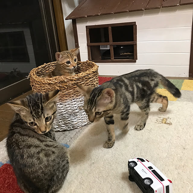 pepeさんの実例写真