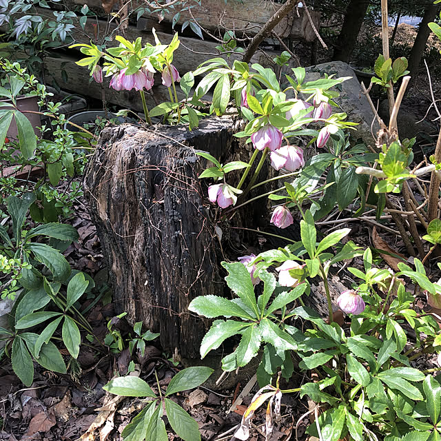 sakakenさんの実例写真