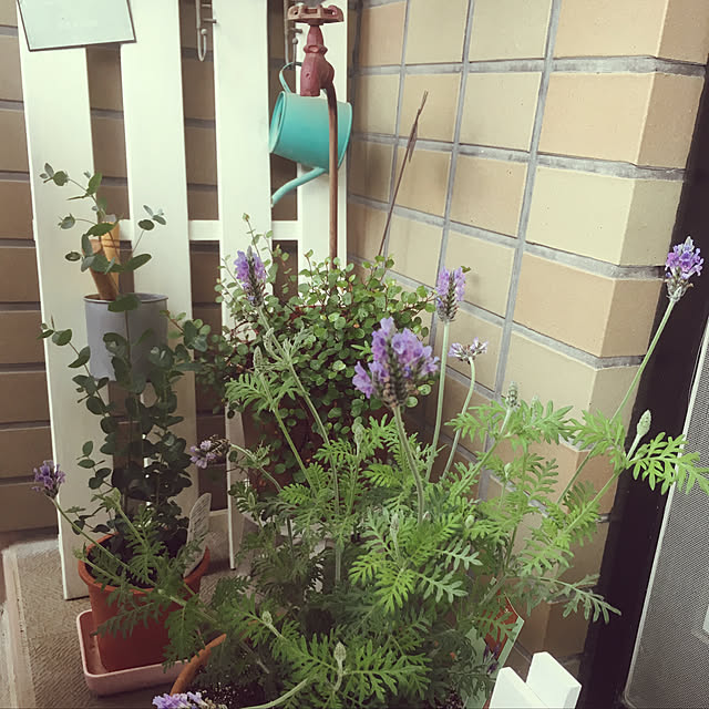 miriaさんの実例写真